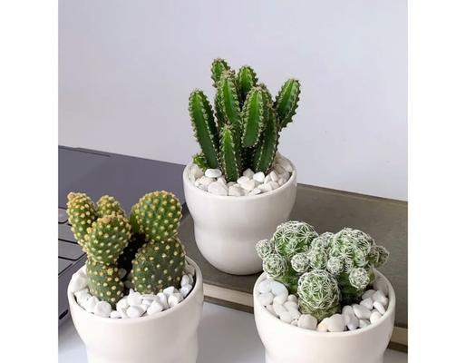 白仙人掌植物养护方法是什么？浇水需要注意什么？