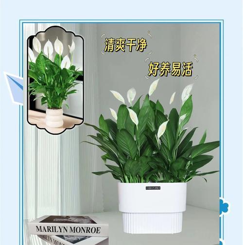 白仙人掌植物养护方法是什么？浇水需要注意什么？
