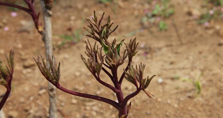 牡丹花新芽茶的养护和浇水技巧是什么？