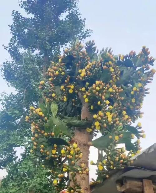 多片仙人掌种植时应该注意哪些要点？
