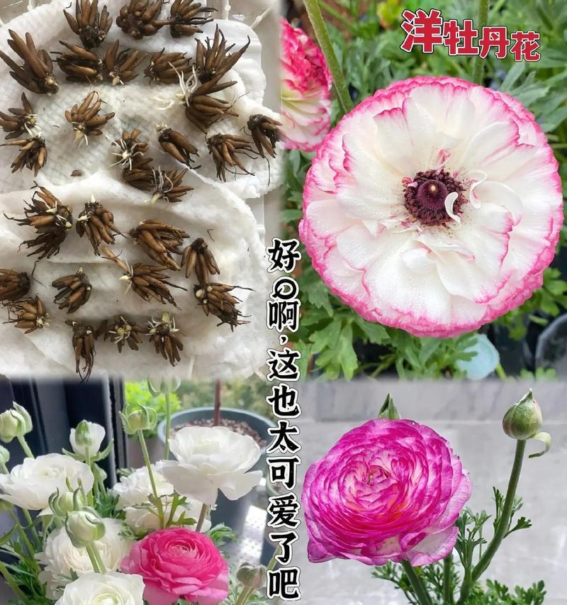 自己种植洋牡丹花可行吗？种植方法是什么？