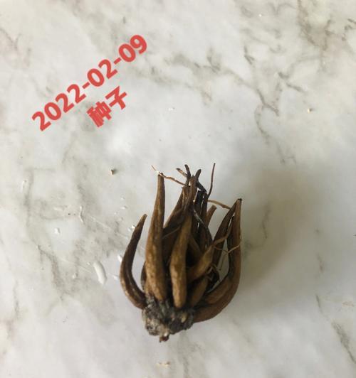自己种植洋牡丹花可行吗？种植方法是什么？
