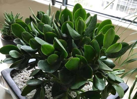 绿植钢针仙人球的养护要点是什么？浇水频率和量应如何掌握？