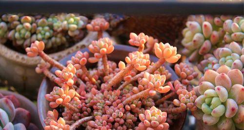 绿植钢针仙人球的养护要点是什么？浇水频率和量应如何掌握？