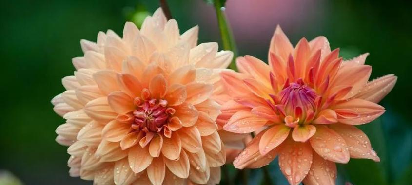 农历七月的花语是什么？这个月份有哪些特别的花卉寓意？