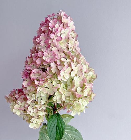 草莓的花语代表什么？