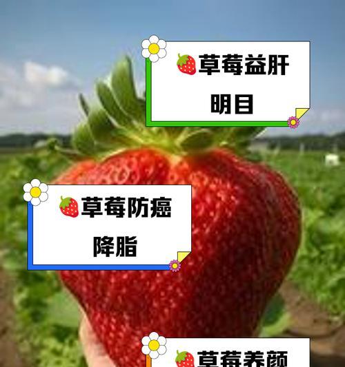 草莓的花语代表什么？