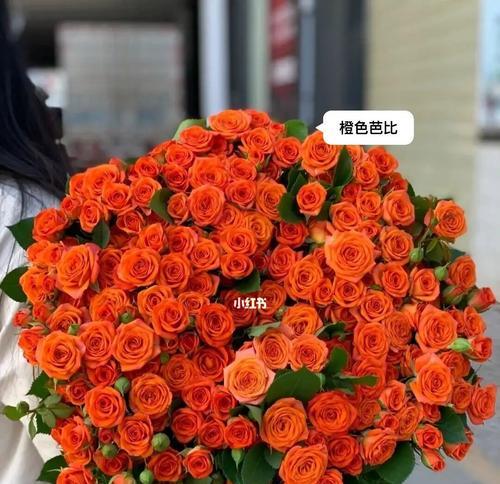 白色芭比玫瑰的花语有何特别之处？如何用它表达情感？