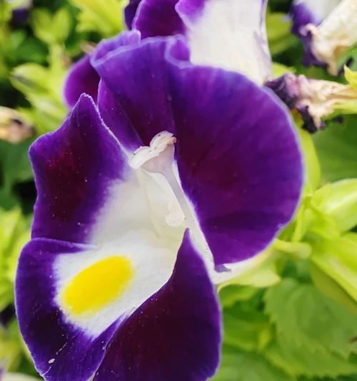 猪耳朵花语代表什么？猪耳朵花有何特别之处？