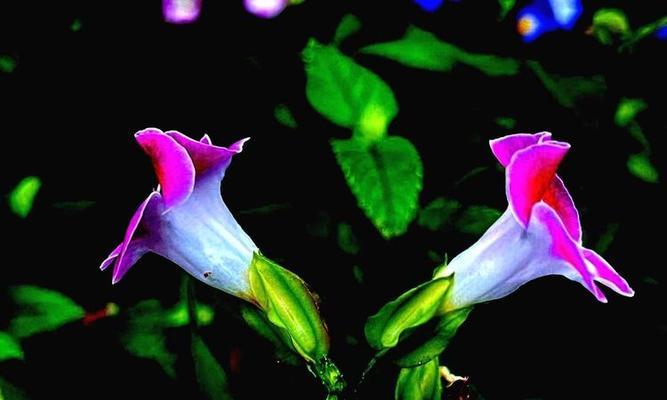 猪耳朵花语代表什么？猪耳朵花有何特别之处？