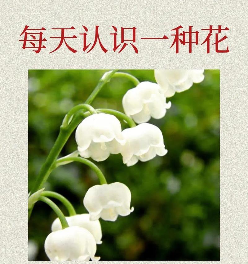 君琴花的花语和寓意是什么？君琴花代表了哪些情感？