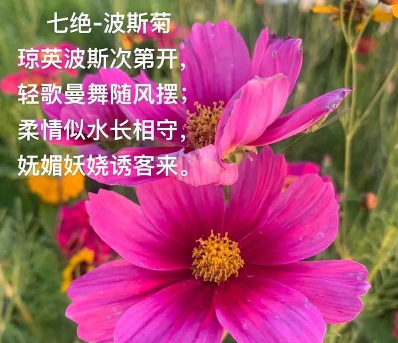 君琴花的花语和寓意是什么？君琴花代表了哪些情感？