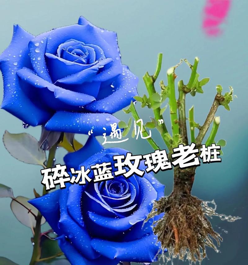 玫瑰花语代表什么意思？