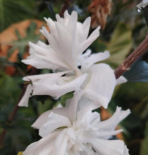 红槿花的寓意和花语是什么？它象征着什么？