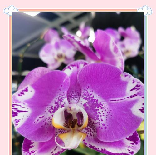 紫色蝴蝶兰的花语是什么？它代表的寓意有哪些？