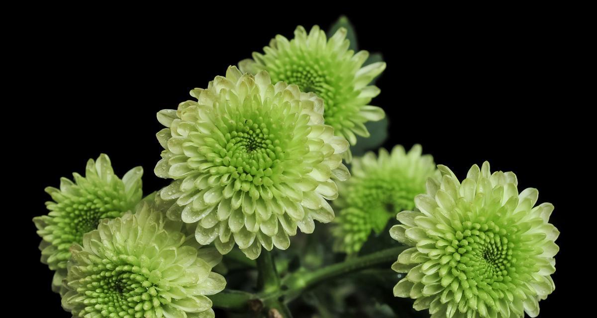 水草绿菊的花语代表什么？绿菊在花语中有何寓意？