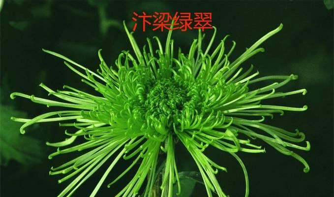 水草绿菊的花语代表什么？绿菊在花语中有何寓意？
