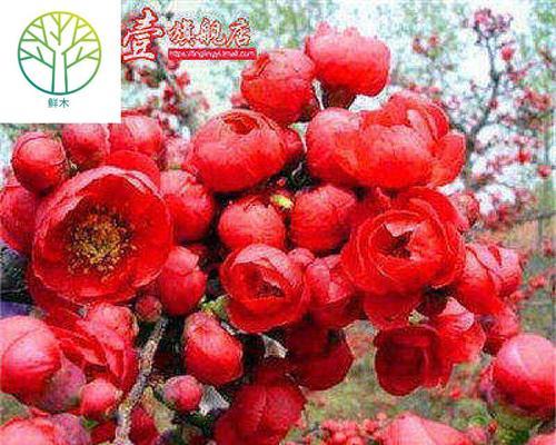 木瓜海棠有毒性吗？室内养护需要注意什么？