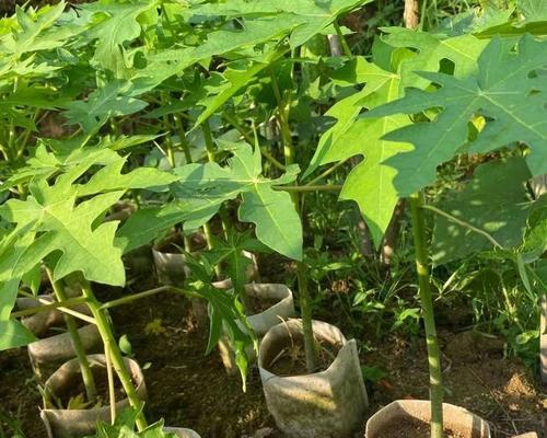 木瓜苗冬天会冻死吗？如何在寒冷季节保护木瓜苗？