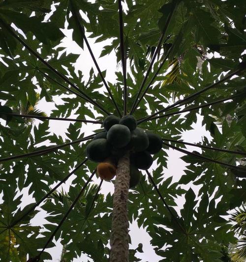 木瓜树的生长环境是什么？哪些地方条件最适合木瓜树生长？