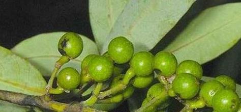 木姜子什么时候成熟上市？如何挑选新鲜木姜子？