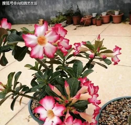 木菊养护技巧：如何确保木菊开花繁茂？