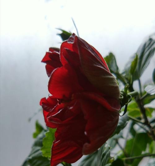 木菊养护技巧：如何确保木菊开花繁茂？