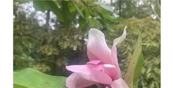 木兰开花时间是几月份？如何确定木兰的开花季节？