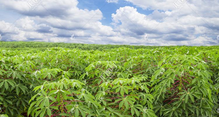 木薯主要产地在哪里？全球木薯种植分布情况如何？