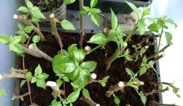 木香花扦插的最佳月份是什么时候？如何提高成活率？