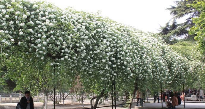 木香花扦插的最佳月份是什么时候？如何提高成活率？