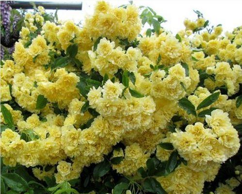 木香花扦插的最佳月份是什么时候？如何提高成活率？
