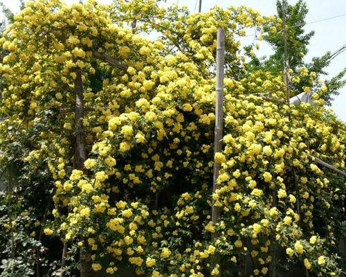 木香花可以种在院子里吗？种植条件和注意事项是什么？