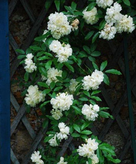 木香花可以种在院子里吗？种植条件和注意事项是什么？