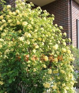 木香花可以种在院子里吗？种植条件和注意事项是什么？
