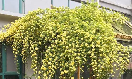 木香花的花期是多久？最佳开花时间是什么时候？