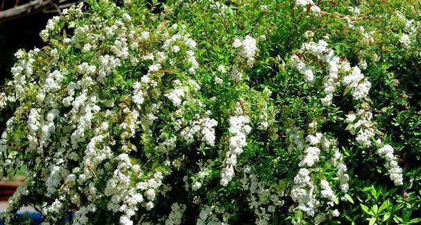 木香花四季开花吗？如何确保木香花全年开花？