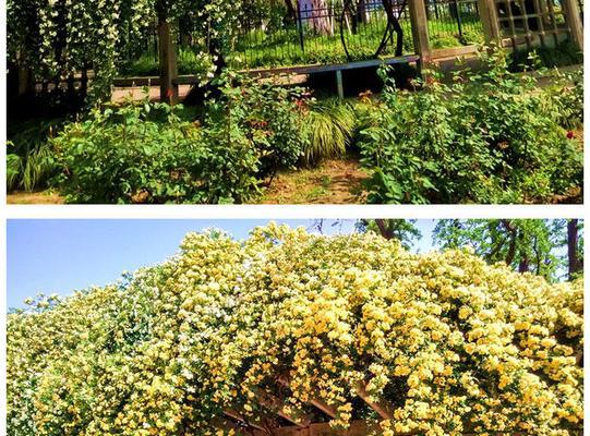 木香花四季开花吗？如何确保木香花全年开花？