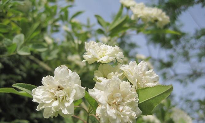 木香花四季开花吗？如何确保木香花全年开花？