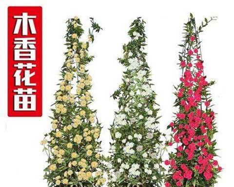 木香花有香味吗？木香花的香味特点是什么？