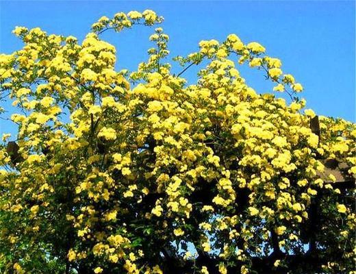 木香花养护技巧有哪些？如何确保木香花健康生长？