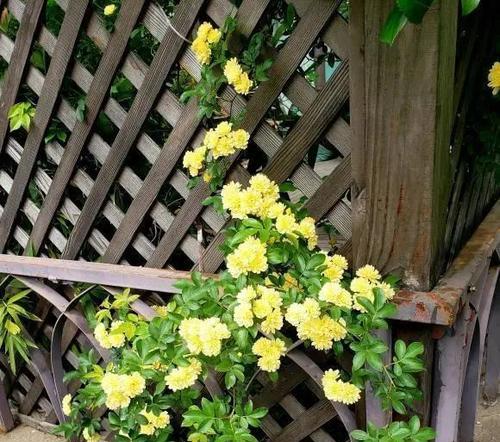 木香花养护技巧有哪些？如何确保木香花健康生长？