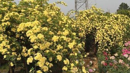 木香花养护技巧有哪些？如何确保木香花健康生长？