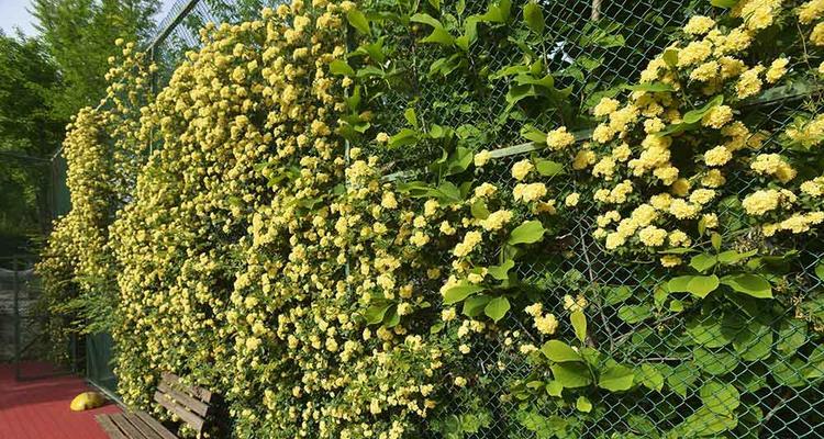 木香适合什么地方种植？木香种植的最佳环境是什么？