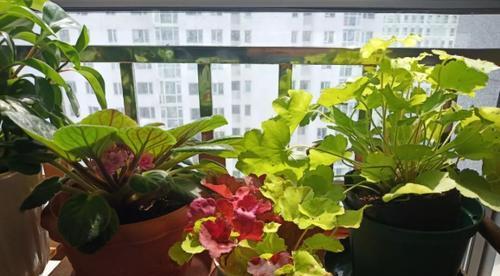 木屑作为种植介质的利弊是什么？