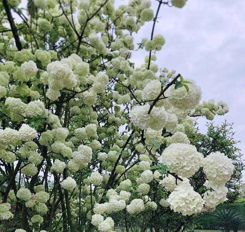 木绣球花期是什么时候？如何正确识别和欣赏木绣球的花期？