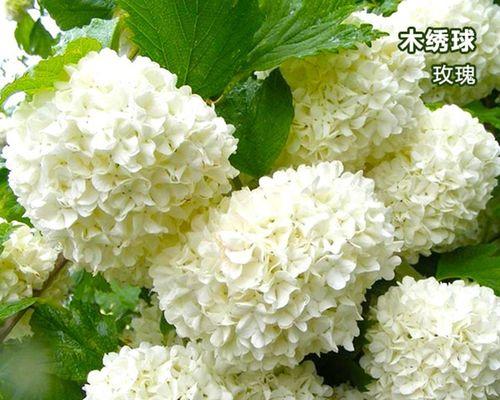 木绣球玫瑰盆栽可行吗？盆栽养护技巧是什么？