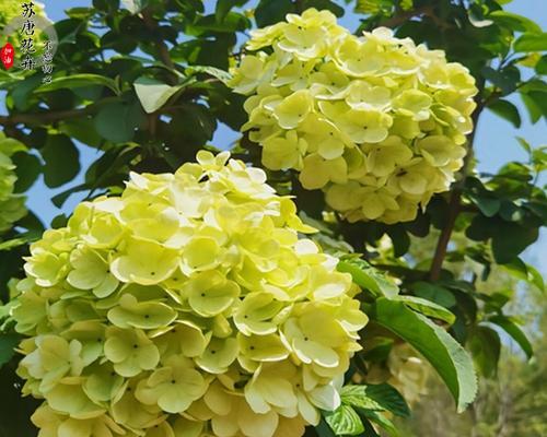 木绣球开花时间是什么时候？如何正确养护以确保花期？
