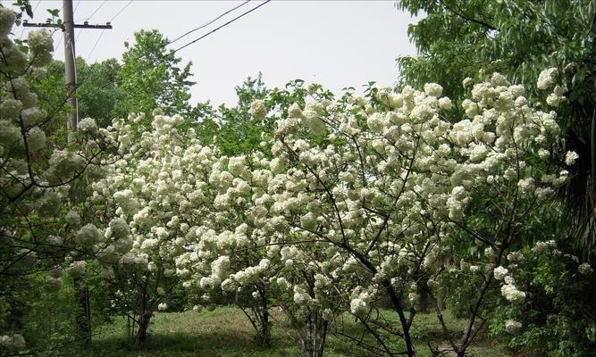 木绣球开花时间是什么时候？如何正确养护以确保花期？