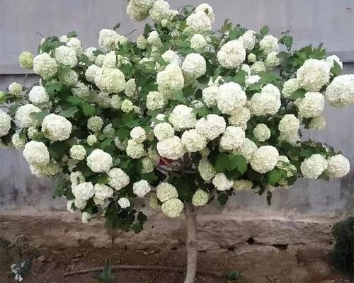 木绣球开花时间是什么时候？如何正确养护以确保花期？